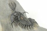 Short Trident Walliserops Trilobite - Timrzit, Morocco #179515-3